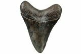 Serrated, Fossil Megalodon Tooth - South Carolina #310068-1